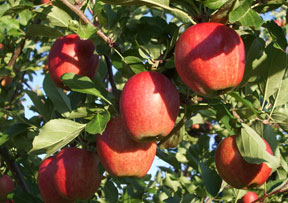Beautiful Nova Scotia Apples